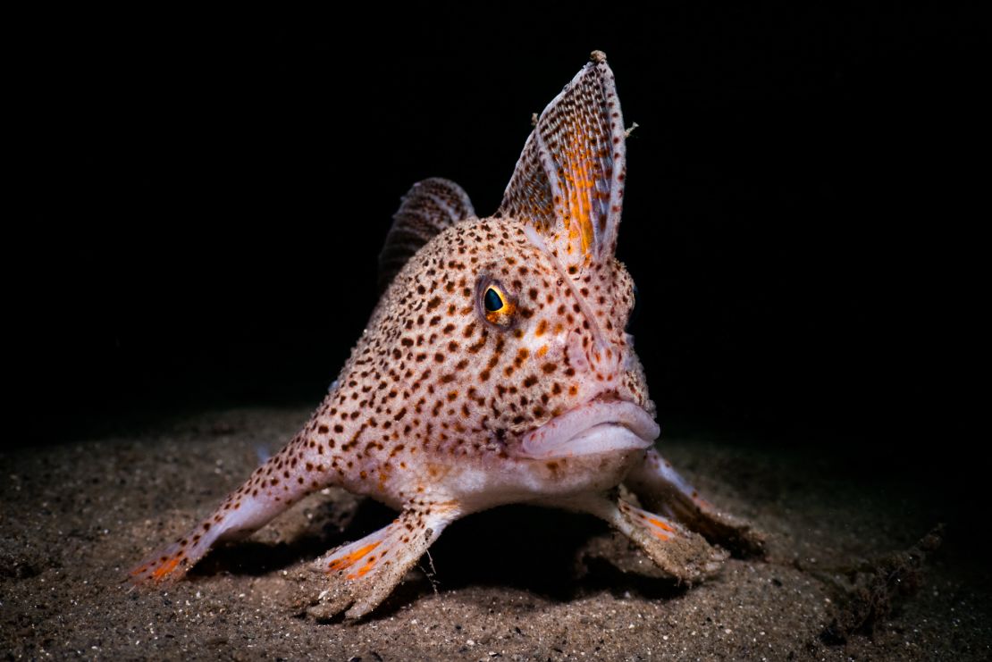 There are fewer than 3,000 spotted handfish remaining in the wild.