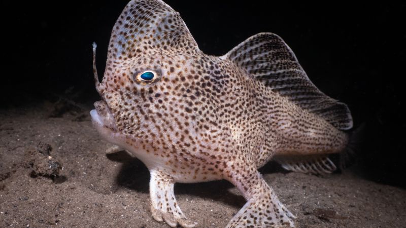 Photographer Nicolas Remy captures graphic of the unusual noticed handfish
