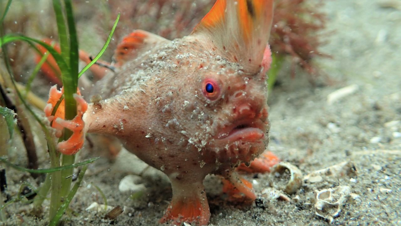 Actualmente, el pez mano rojo solo se encuentra en dos pequeños parches de arrecife en el sureste de Tasmania.