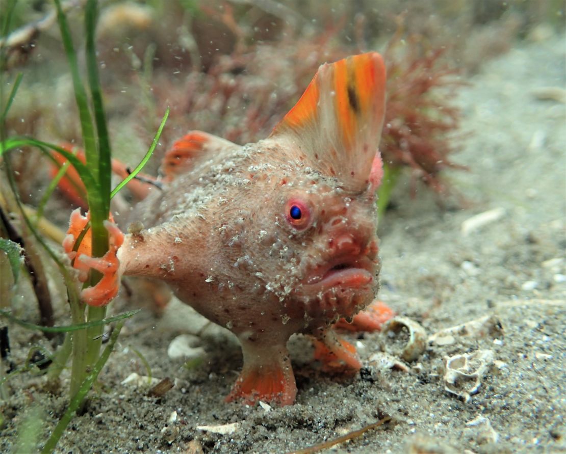 The red handfish is currently only found on two small patches of reef in south-eastern Tasmania.