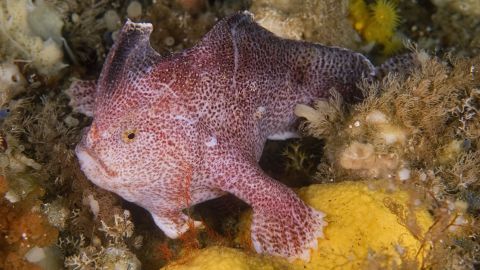 The Ziebell's handfish is the most elusive of the three pecies, with no confirmed sightings since 2007.