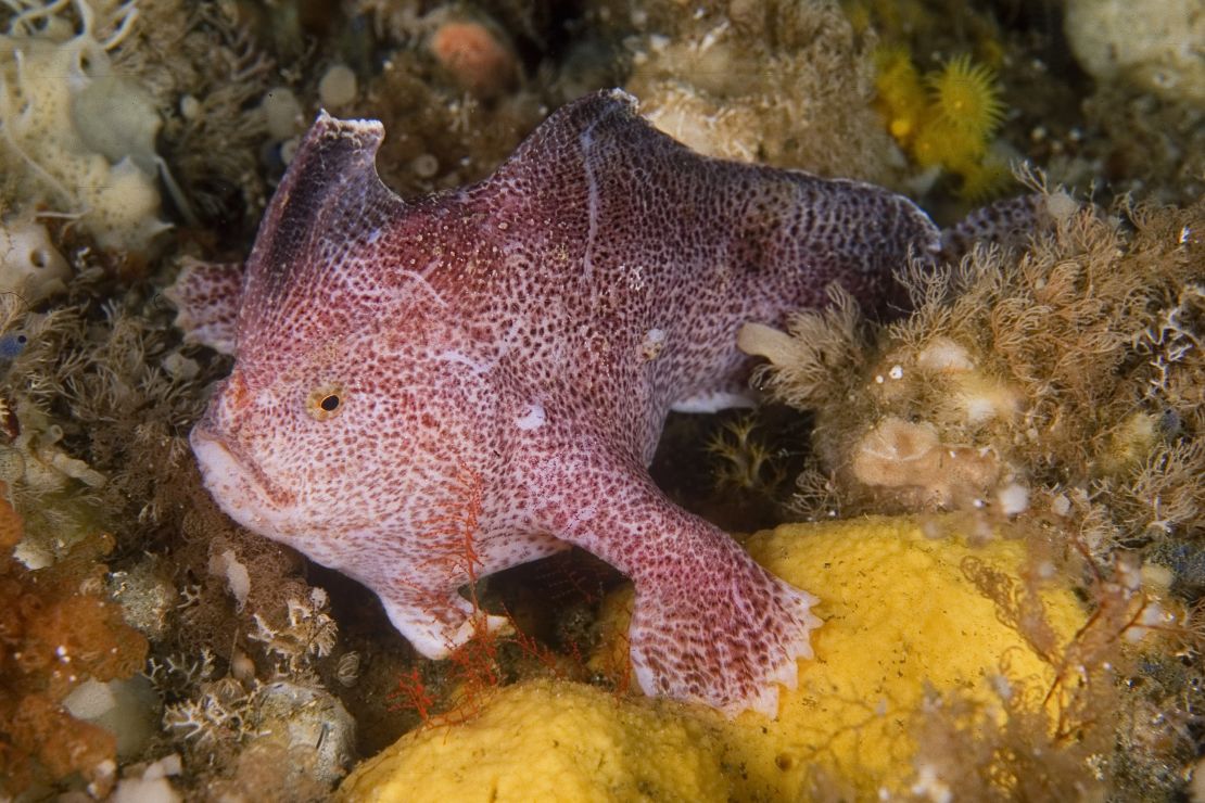 The Ziebell's handfish is the most elusive of the three pecies, with no confirmed sightings since 2007.