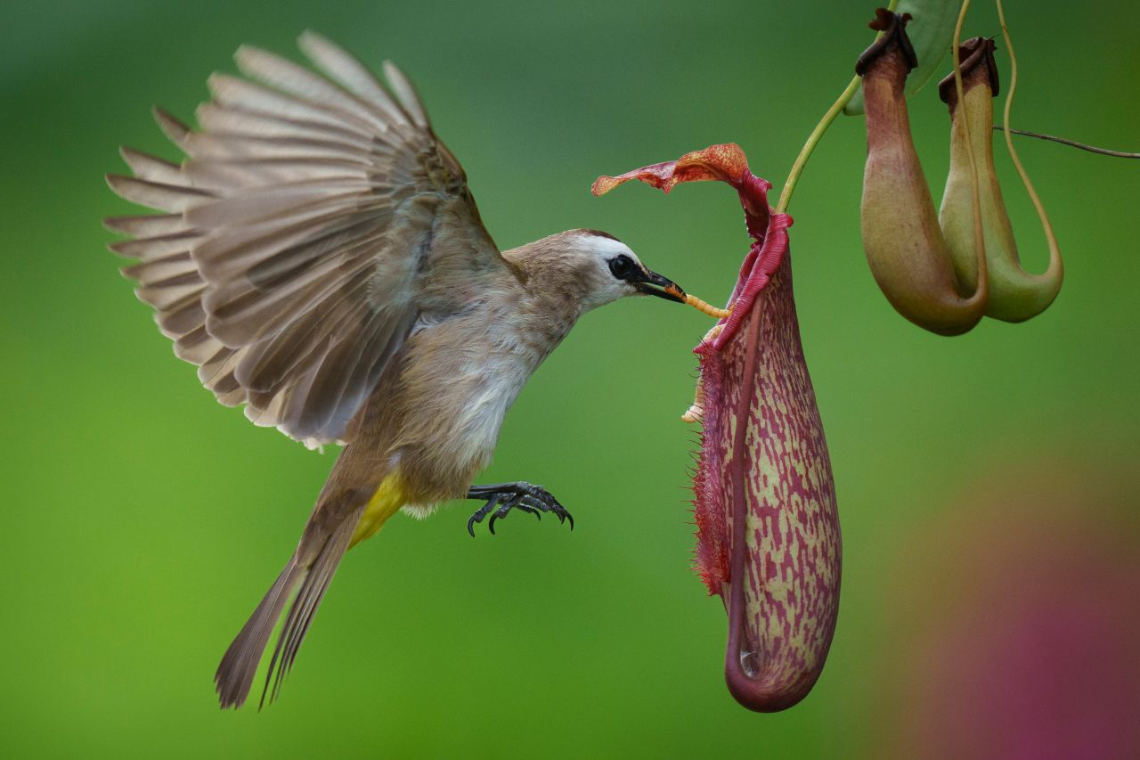 A yellow-vented bulbul eats a worm off a plant near Malacca, Malaysia, on Tuesday, February 7.