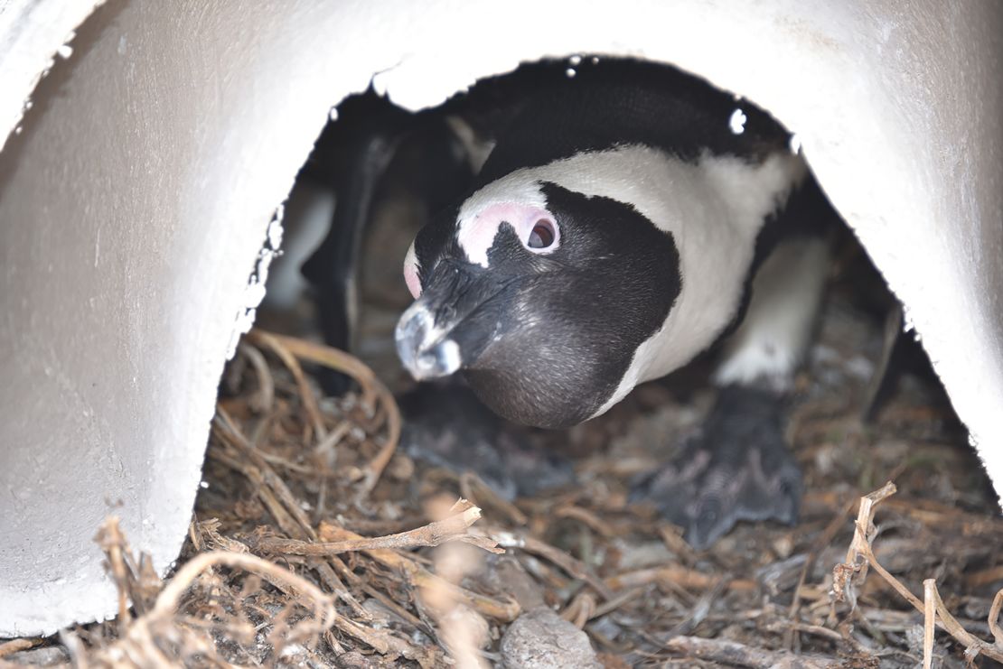 A curious penguin pokes its head out of its new artificial nest.
