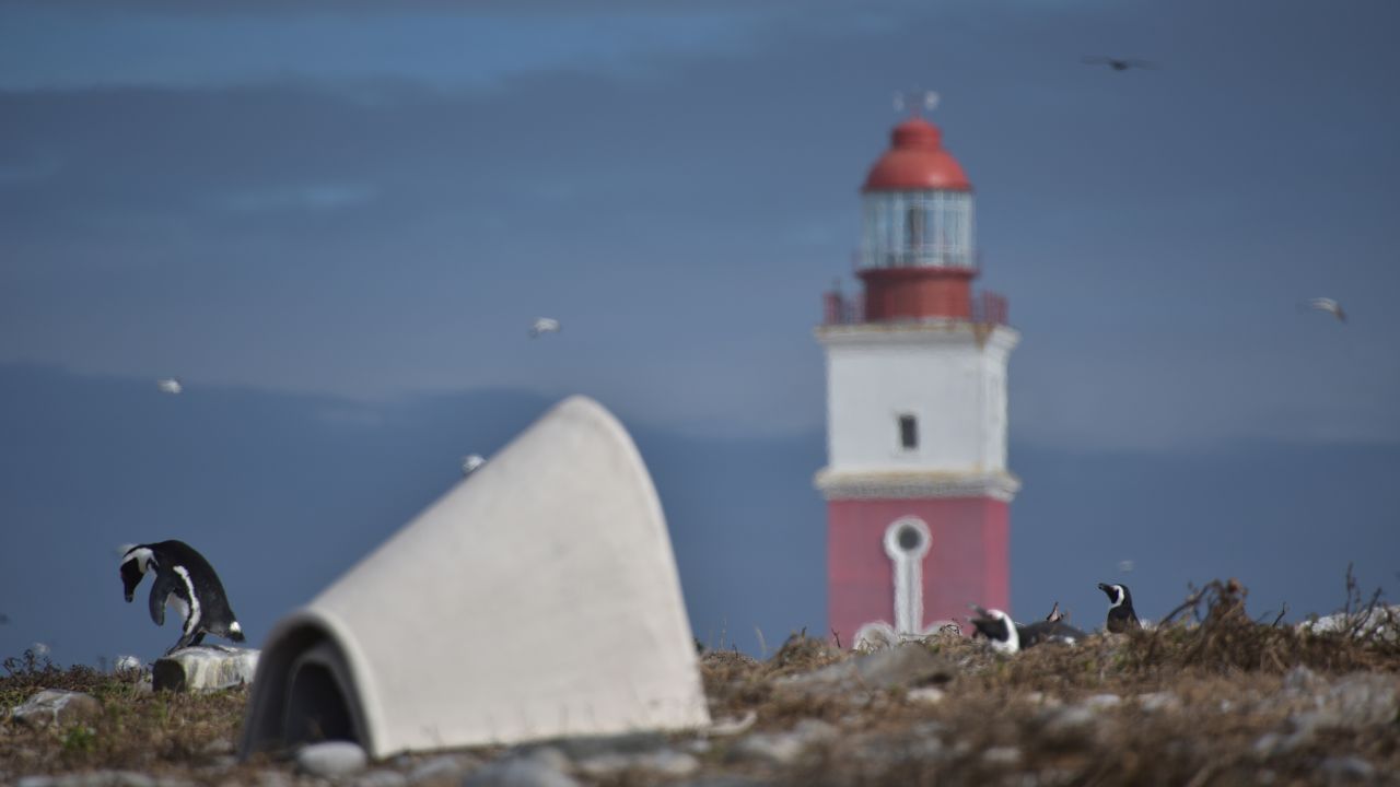 Nests have been deployed across penguin colonies in South Africa, including here on Bird Island.