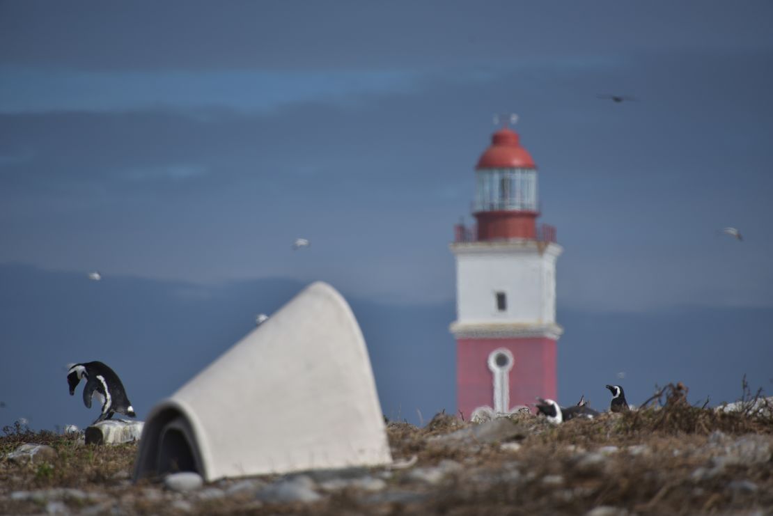 Nests have been deployed across penguin colonies in South Africa, including here on Bird Island.