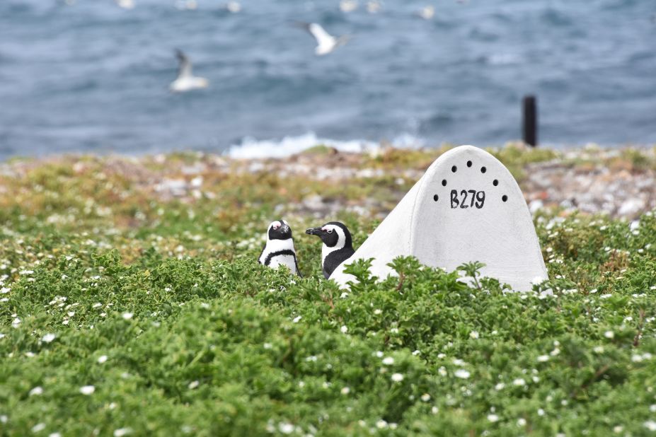 Hundreds of little white ceramic homes are popping up along the shores of penguin colonies in South Africa. Built by conservationists, they serve as artificial nests for the African penguin.
