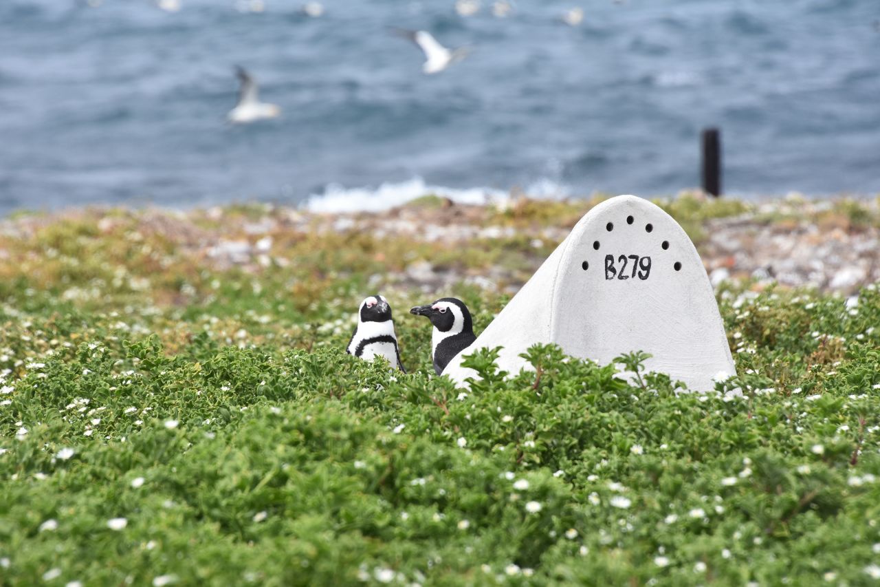 These new homes for African penguins could help the species bounce back