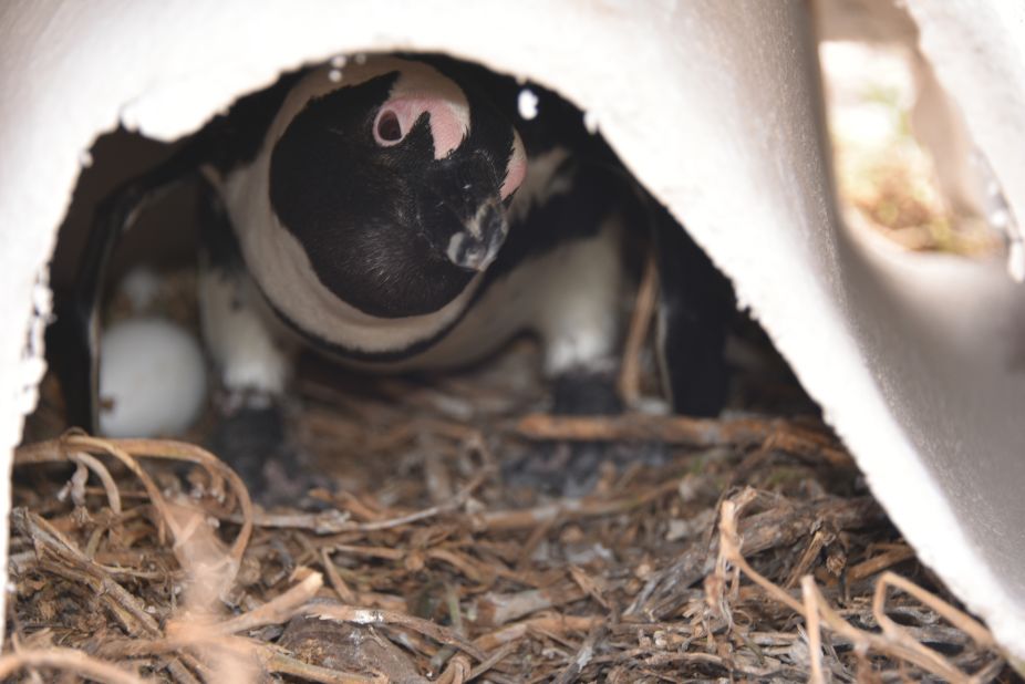The nests are designed to give penguins a safe and cool place to lay their eggs and raise their chicks. 