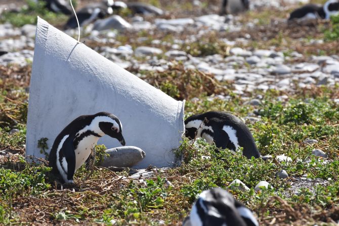 Populations of the endangered bird have fallen dramatically in recent decades. In 2019, there were thought to be <a href="index.php?page=&url=https%3A%2F%2Fonlinelibrary.wiley.com%2Fdoi%2F10.1002%2Fece3.6554" target="_blank" target="_blank">less than 20,000 breeding pairs</a>, down from an estimated 1.5 to 3 million birds in 1900.