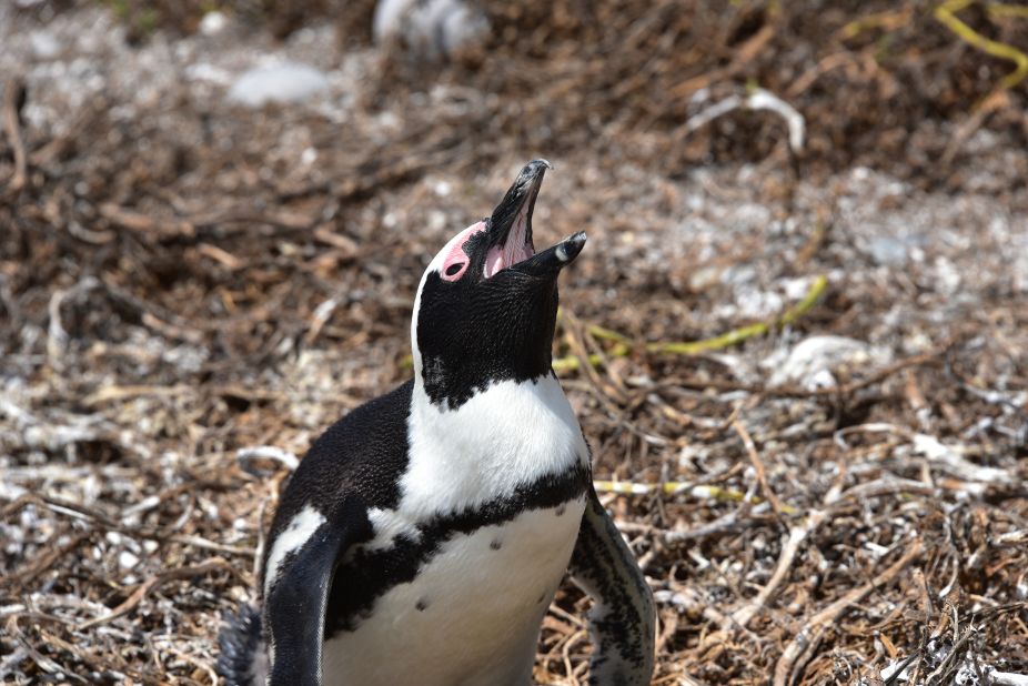 One reason for this has been the disappearance of guano -- accumulated seabird and bat feces. The penguins used to burrow into it to make their nests. In the 19th century, traders started to exploit guano supplies and sell it as fertilizer, leaving the penguins and their eggs exposed to the heat.