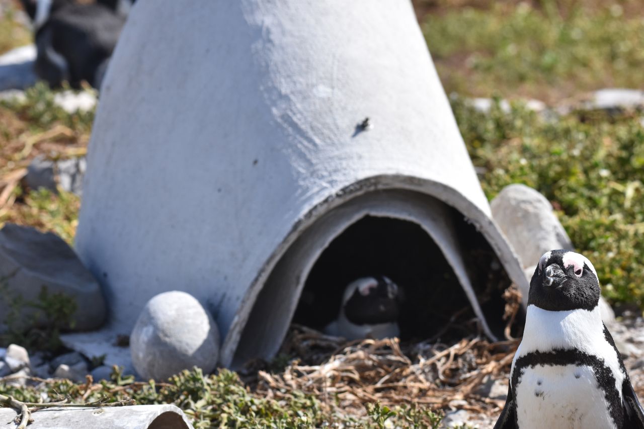 These little ceramic huts are helping endangered penguins and their
