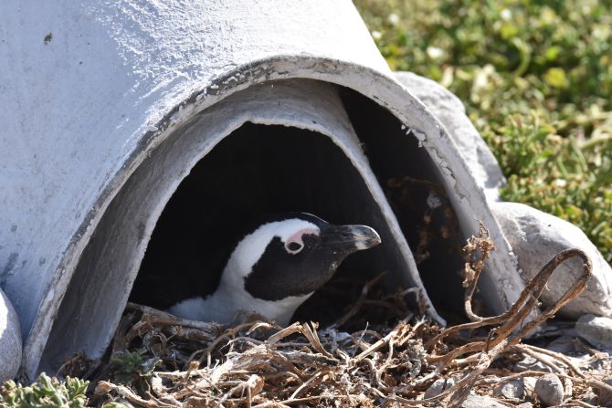 Graham believes they will need to deploy at least 6,000 homes in total to protect penguins nesting in exposed areas. "The goal is that every penguin that needs a nest will get one," he says.