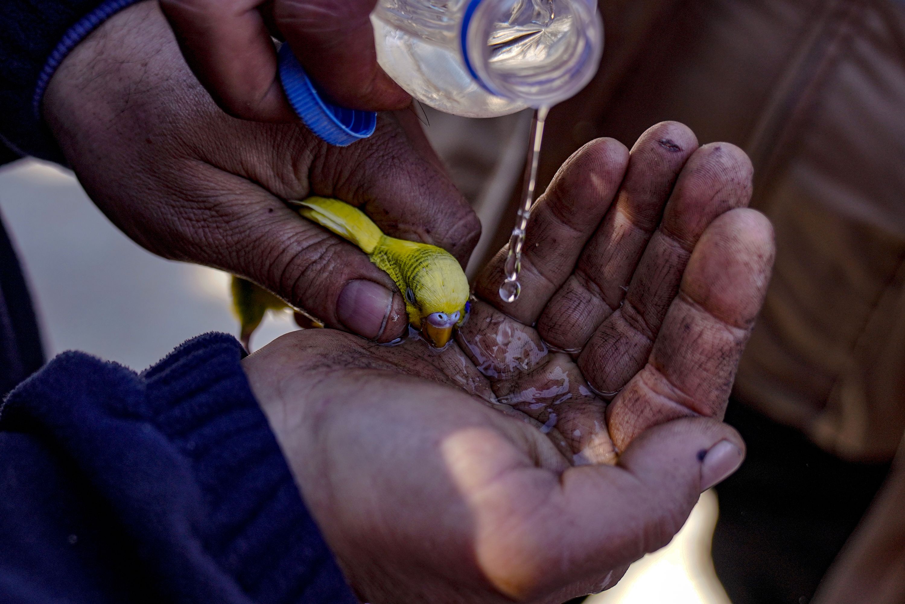 A bird pulled from rubble in Hatay, Turkey, is given water on February 9.