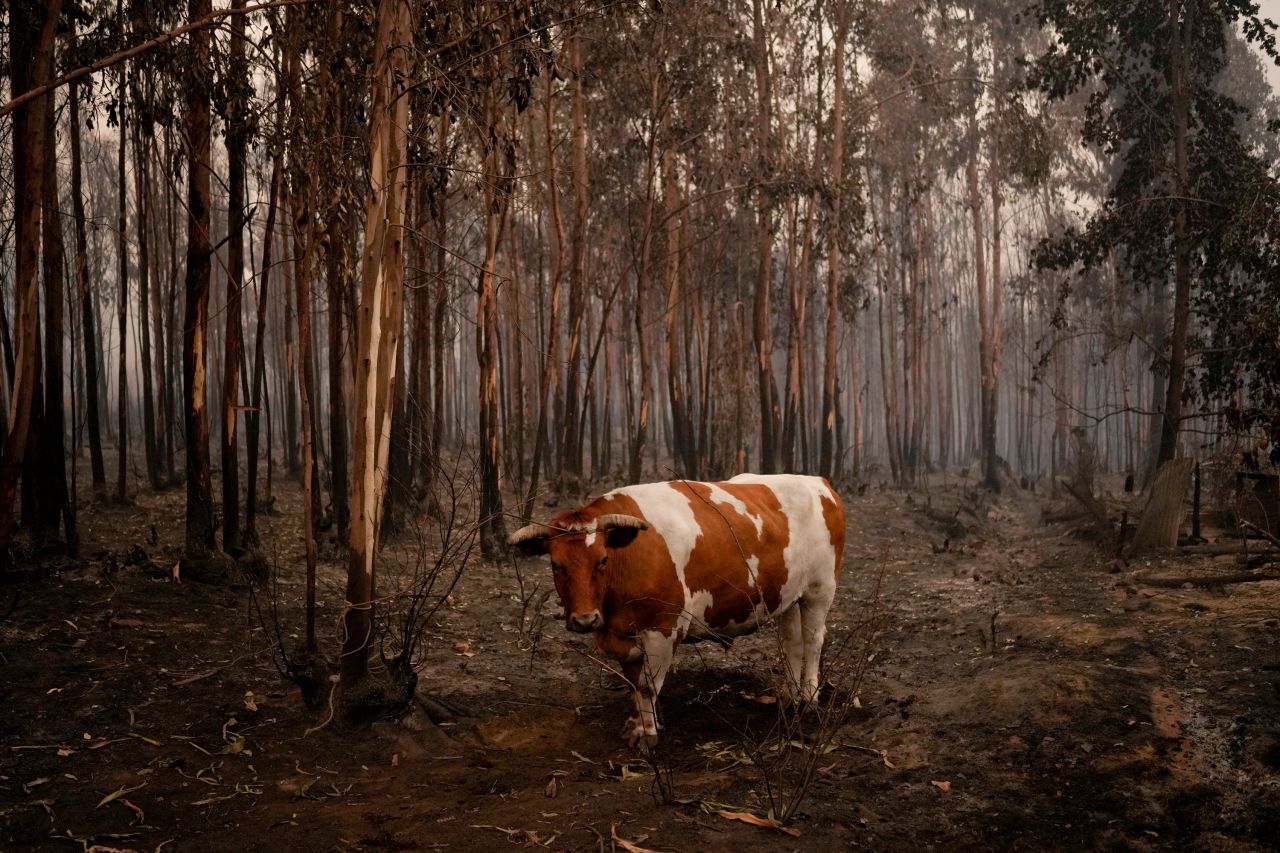 An ox stands amid burned trees in Santa Juana, Chile, on Sunday, February 5. <a href="http://www.cnn.com/2023/02/02/world/gallery/photos-this-week-january-26-february-2/index.html" target="_blank">See last week in 32 photos</a>.