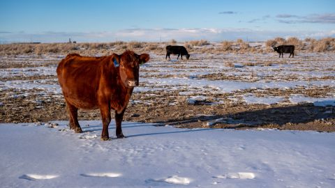 Cows graze in a field near Rowley, Utah.
