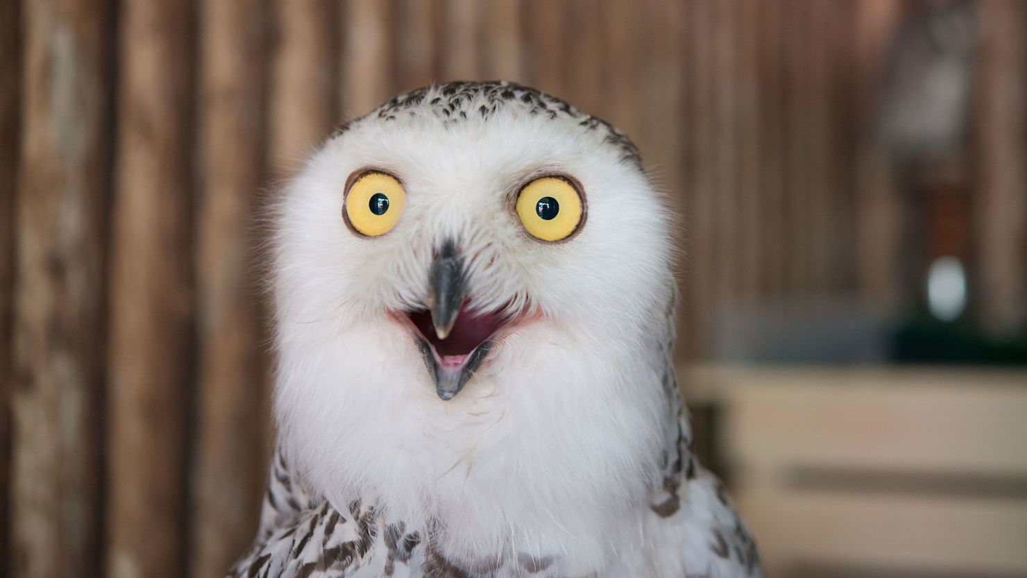 Owls are predatory creatures who take over the internet each year around the Super Bowl.