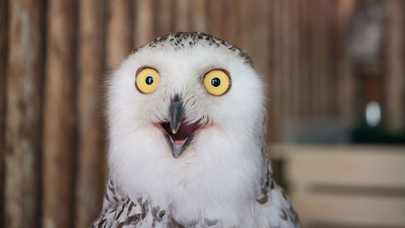 Owl photos are flooding the internet ahead of the Super Bowl. Here’s why