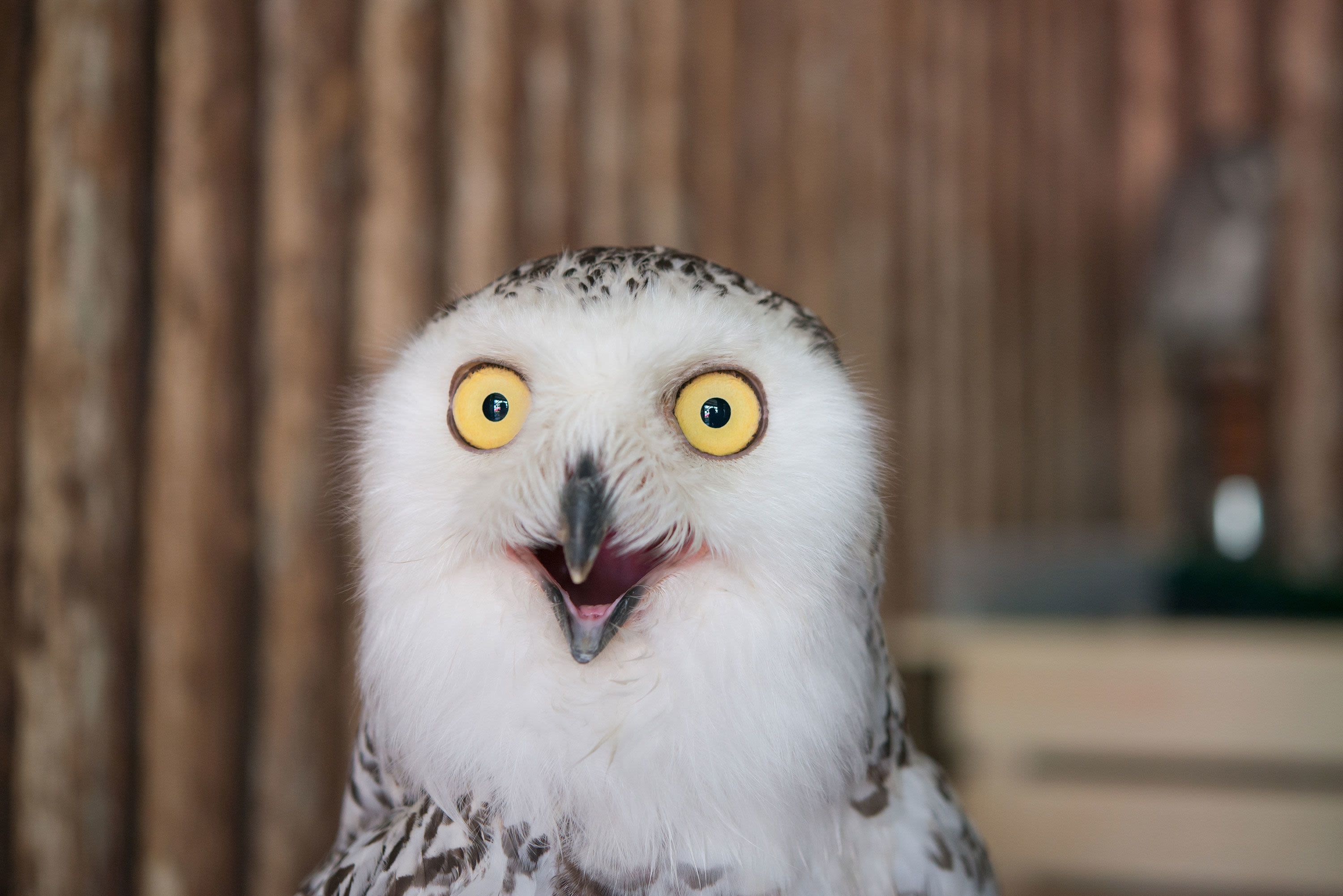 Superb Owl meme: Owl photos are flooding the internet ahead of the