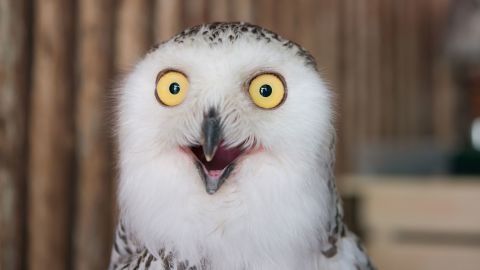 Superb Owl meme: Owl photos are flooding the internet ahead of the ...