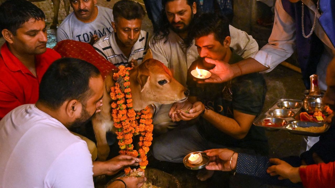 Hindus worship a calf during the Gopashtami festival dedicated to Hindu deity Krishna and cows in Amritsar on November 1, 2022.