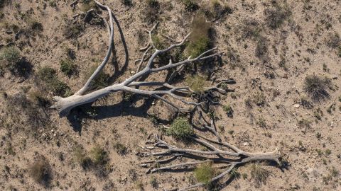 In an aerial view, dead Joshua trees are seen in the eastern Mojave Desert on August 28, 2022, east of Baker, California. 