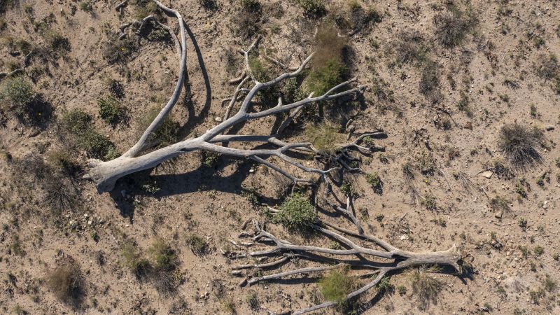 Drought and disease in California forests leaves behind an estimated 36 million dead trees, survey finds | CNN