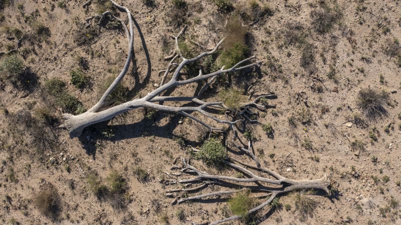 NextImg:Drought and disease in California forests leaves behind an estimated 36 million dead trees, survey finds | CNN