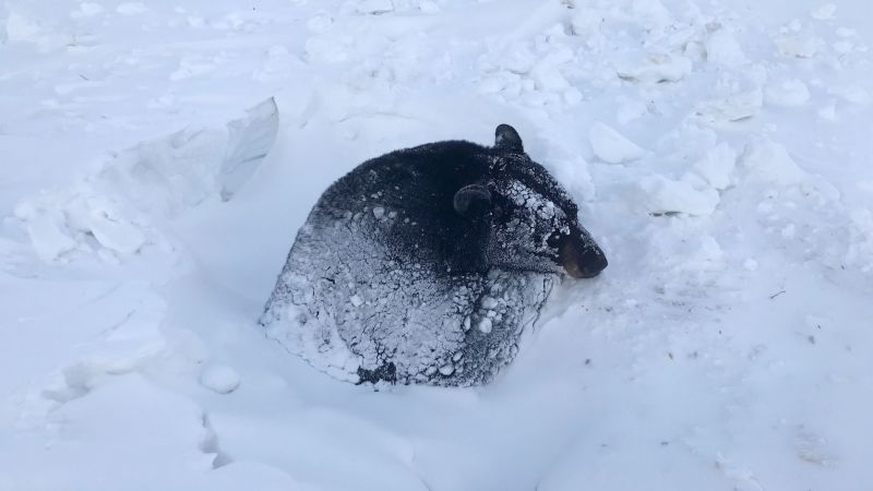 NextImg:Minnesota biologists rescue trapped black bear | CNN