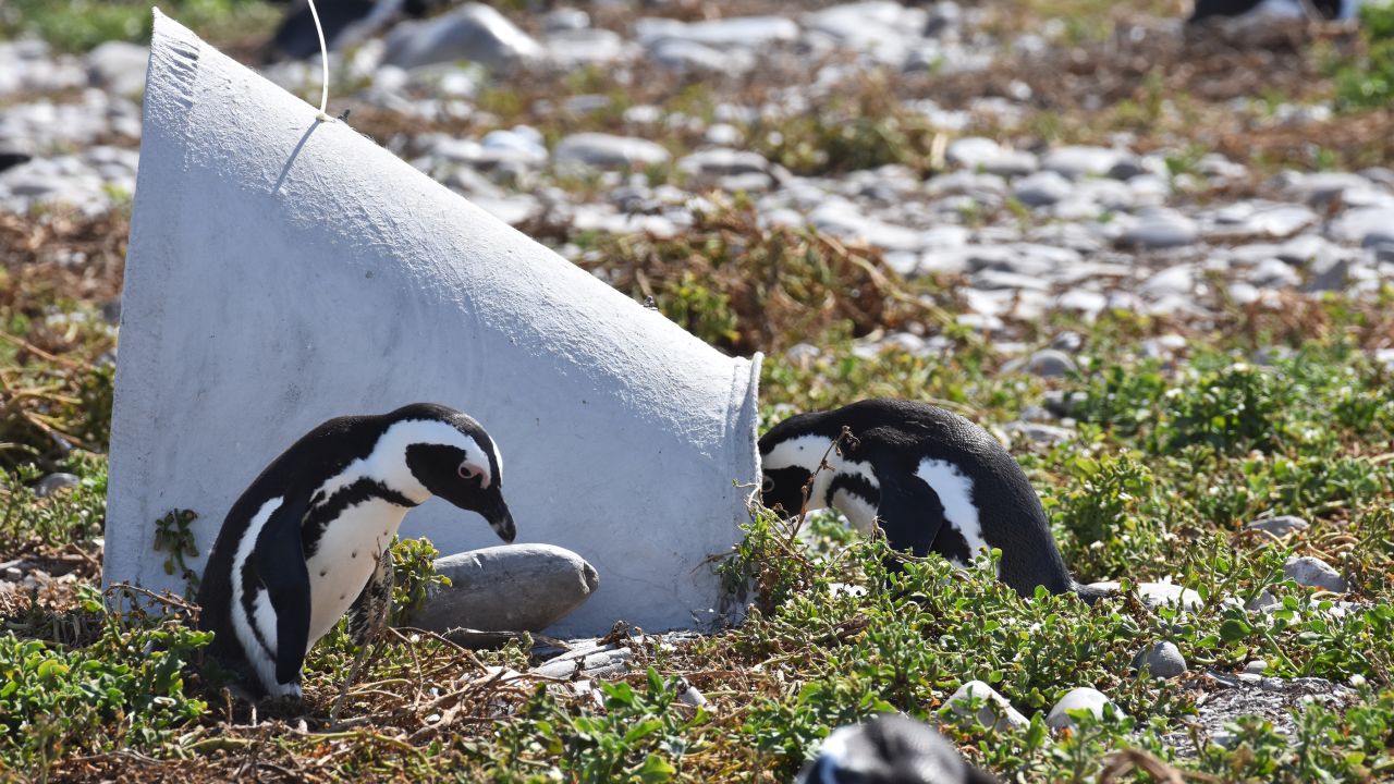 African penguin video card image