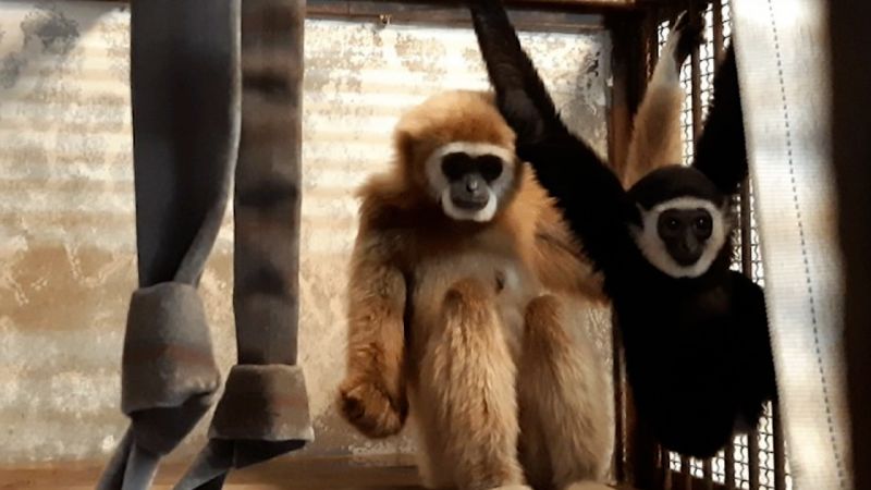 See the female gibbon that has mysteriously given birth in isolation  | CNN