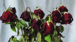 Bouquet of withered red roses on a gray fabric background