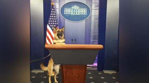 Kaya accompanied her owner, veterans' mental health advocate Cole Lyle, as he testified before Congress for the PAWS for Veterans Therapy Act.