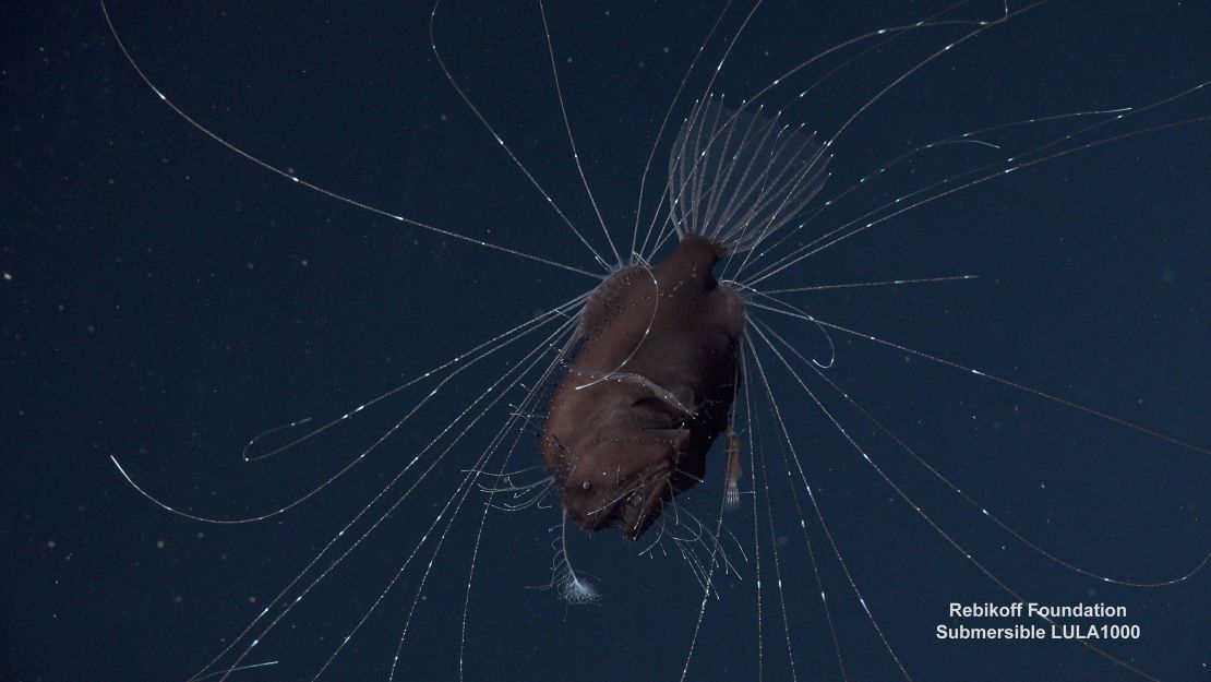 A tiny male anglerfish clings to the larger female fish's belly. Once a male locates a female, he latches on with pincerlike teeth. 