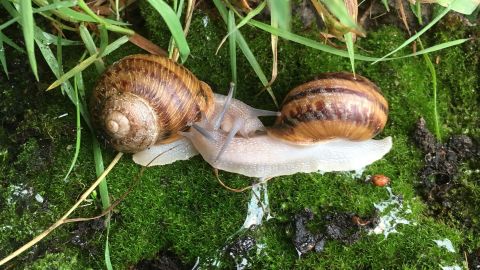 For snails, sex is not a simple male-female binary.