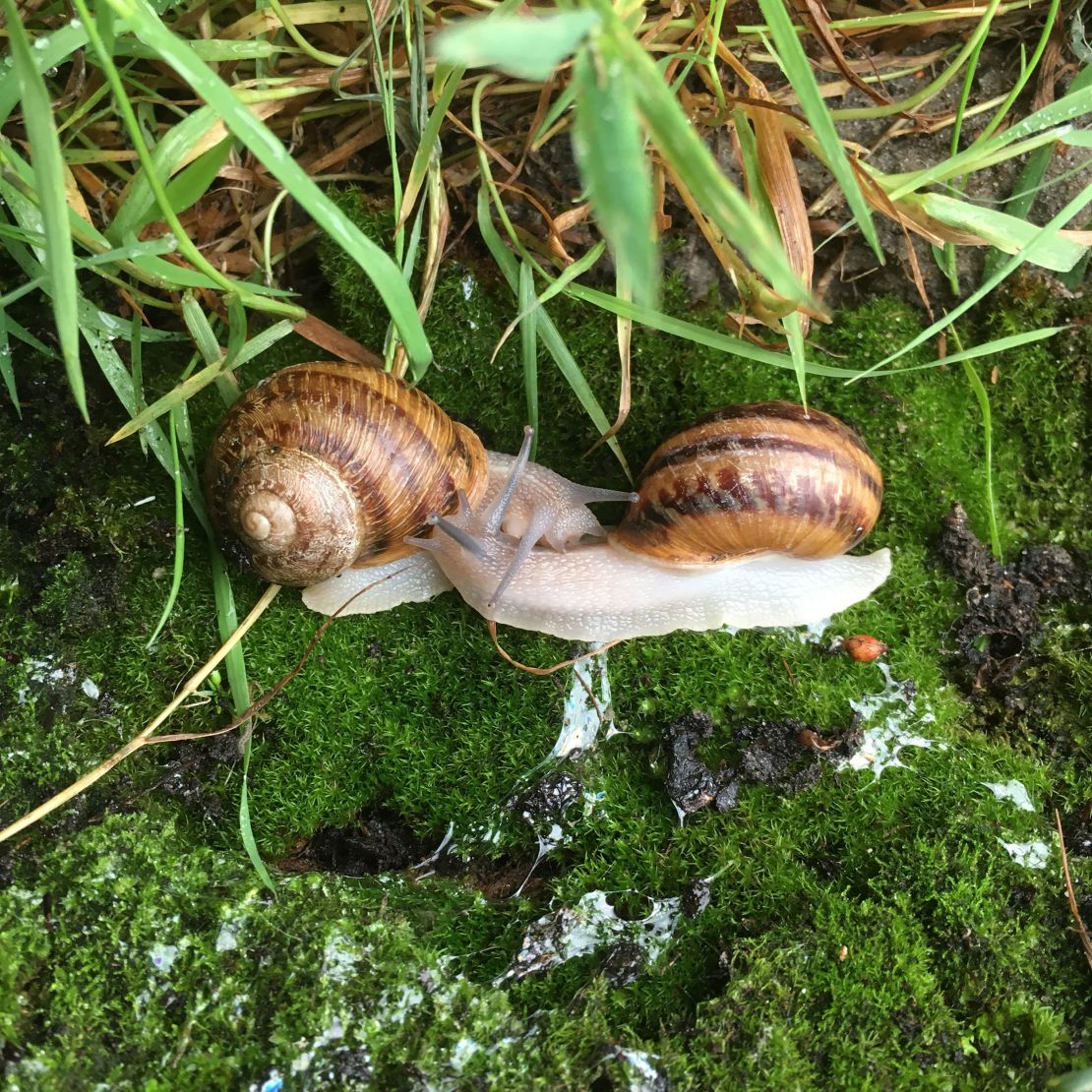 For snails, sex is not a simple male-female binary.