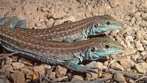 Two female gila spotted whiptail lizards bask in sunlight. This is one of several all-female species of whiptail that reproduce by means of cloning, or parthenogenesis.