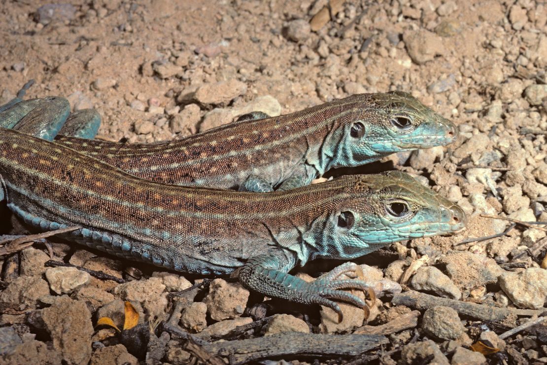 Two female gila spotted whiptail lizards bask in sunlight. This is one of several all-female species of whiptail that reproduce by means of cloning, or parthenogenesis.