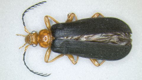 Attracted by cantharidin goo secreted from a suitor's glands, the female fire-colored beetle accepts her male partner, whose sperm package deposits more of the toxin during sex.
