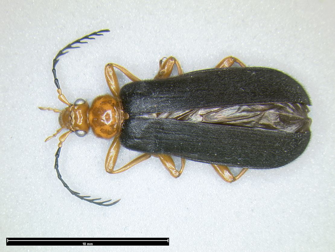 Attracted by cantharidin goo secreted from a suitor's glands, the female fire-colored beetle accepts her male partner, whose sperm package deposits more of the toxin during sex.