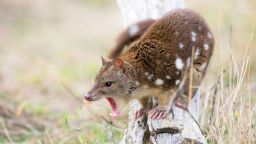 DXBJX4 Spot-tailed quoll (Dasyurus hallucatus). The species is also known as tiger quoll, tiger cat or spotted-tailed quoll.