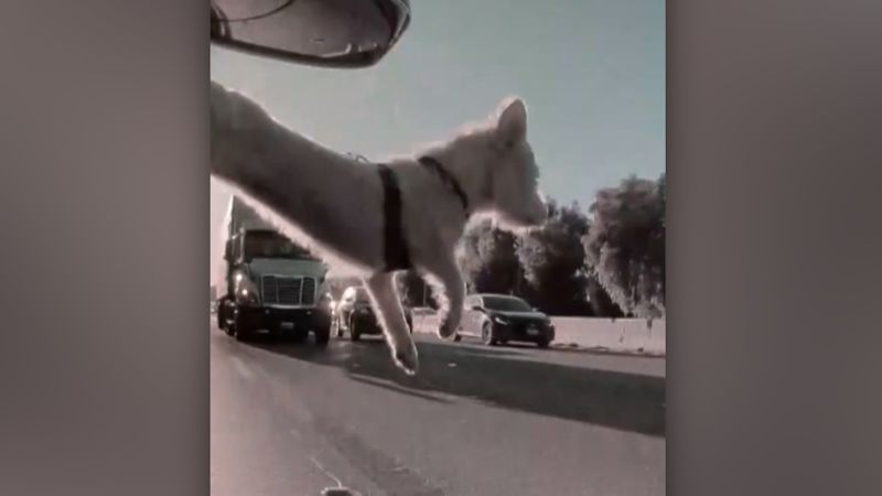 See puppy get lucky after leaping from a moving car | CNN