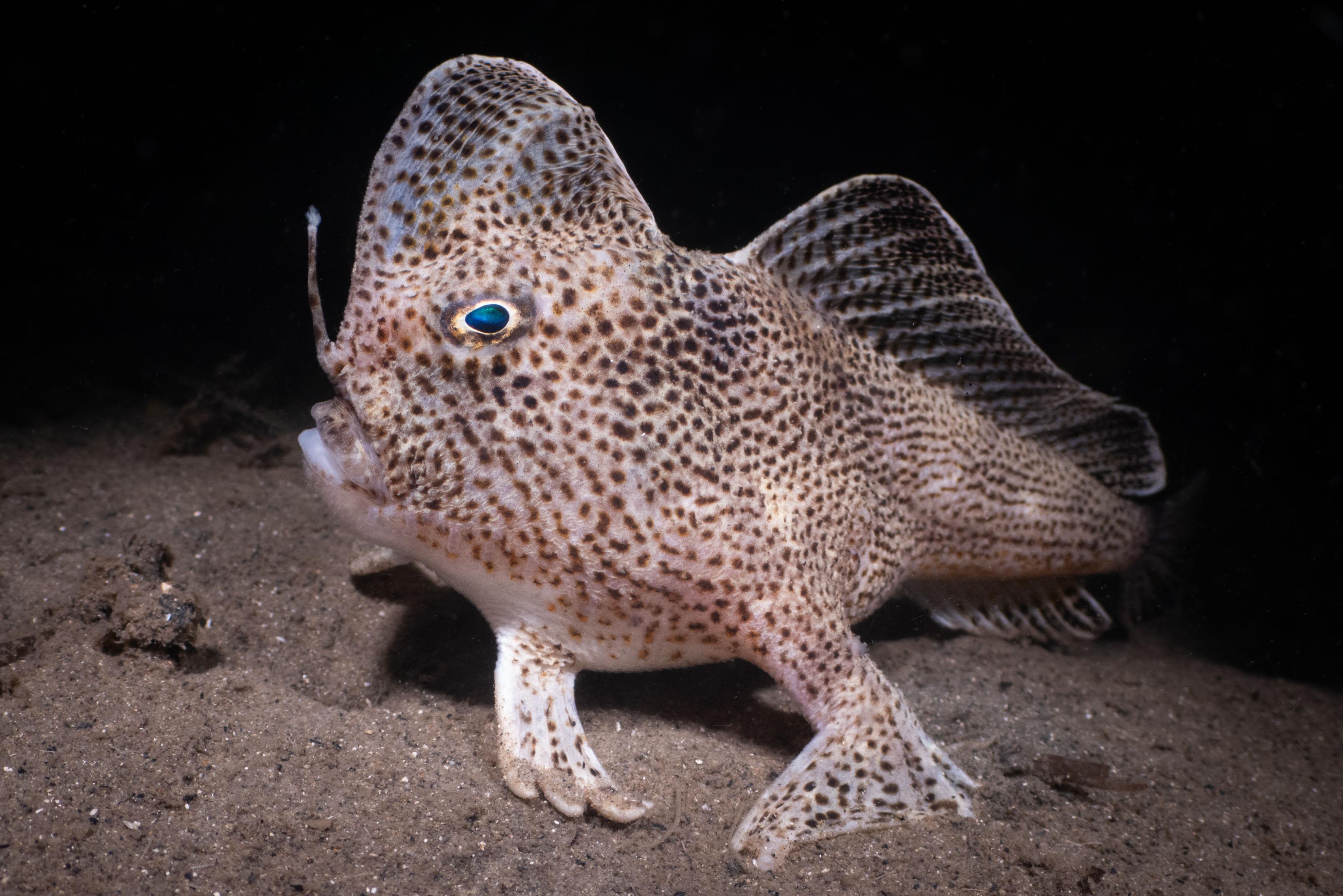 Photographer captures image of rare fish that walks on its 'hands