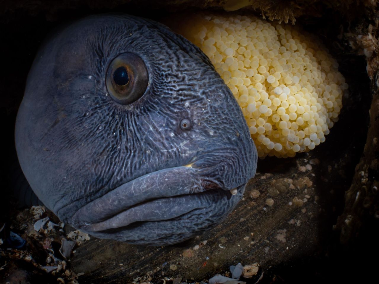 This male Atlantic Wolfish from Norway is protecting its partner's eggs until spring. The photo by Galice Hoarau won first prize in the Marine Life Behavior category.