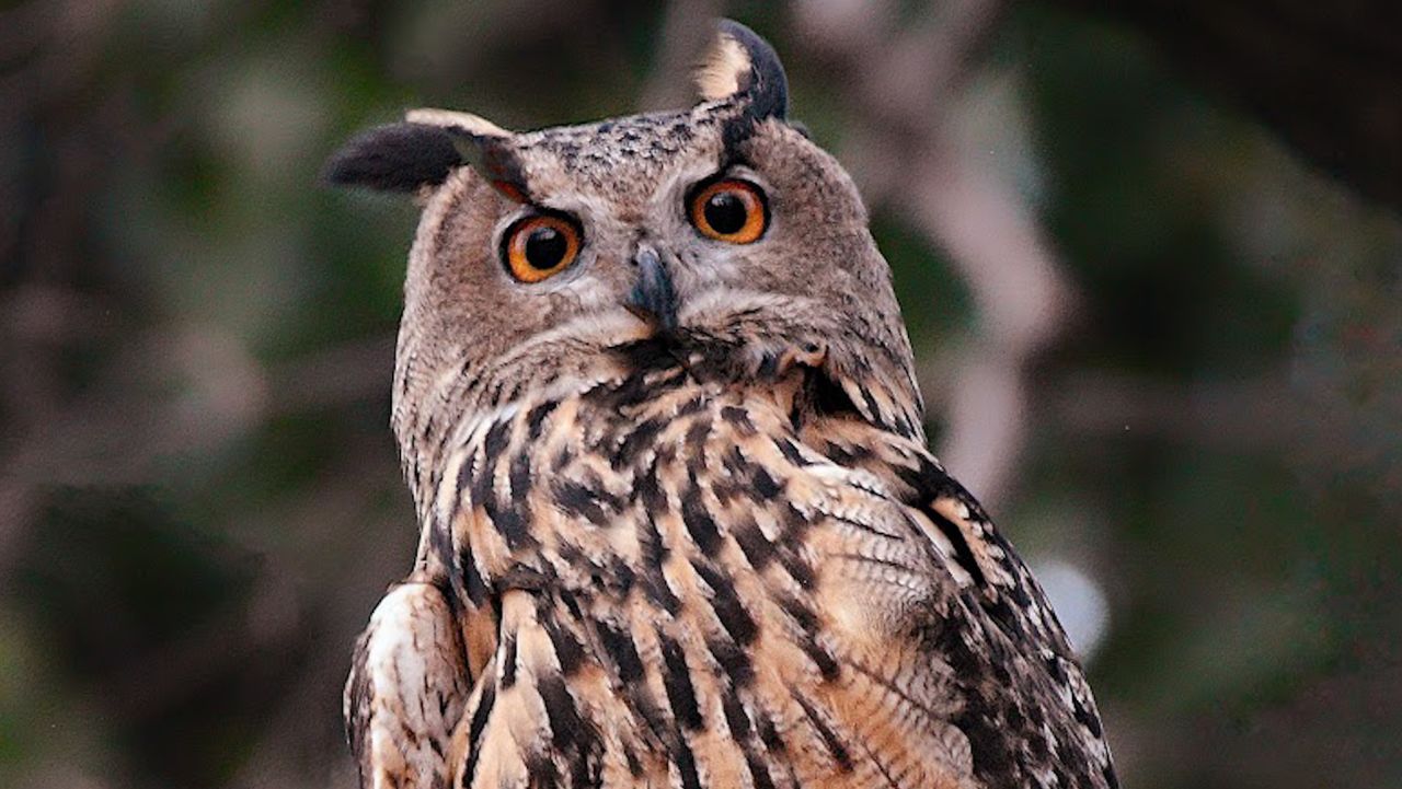 Escaped zoo owl learns to hunt in Central Park | CNN