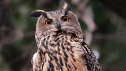 Central Park Escaped Owl 2