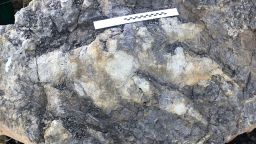 The giant footprint left by a dinosaur was found on the Yorkshire Coast.