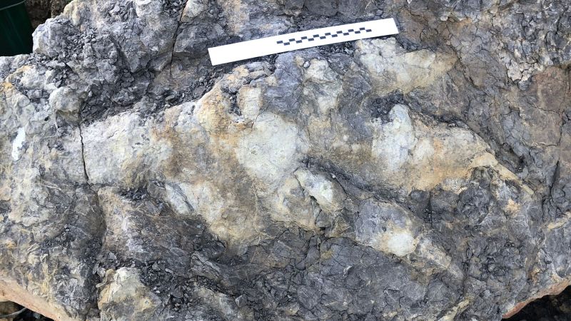 Record-breaking dinosaur footprint appears on the Yorkshire coast | CNN
