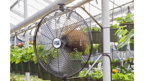 Amazon Maxx Wall Fan Underlined