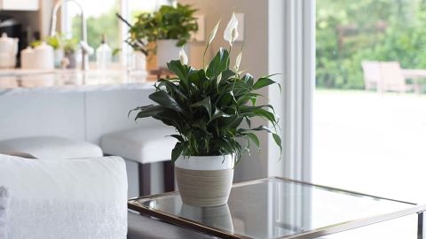 underscored Amazon Peace Lily